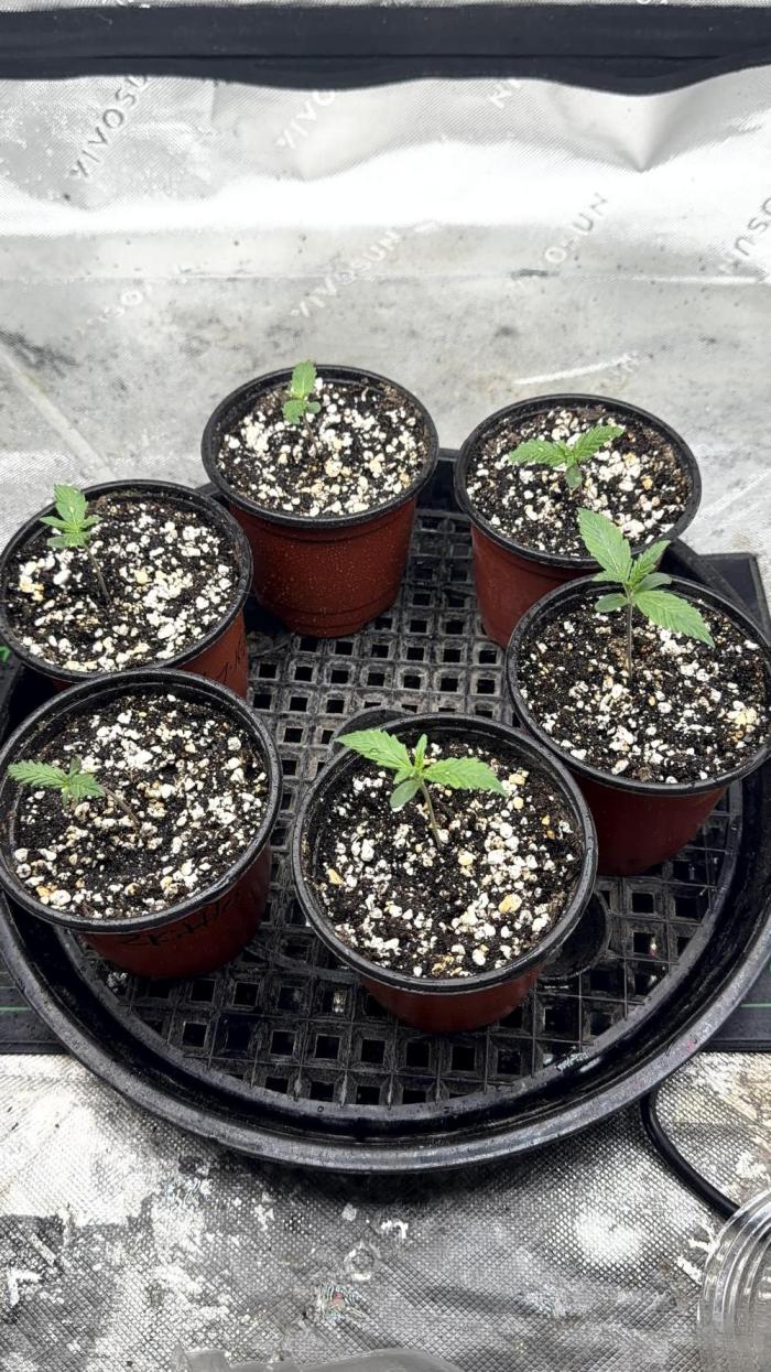 Fastbuds. Week 0