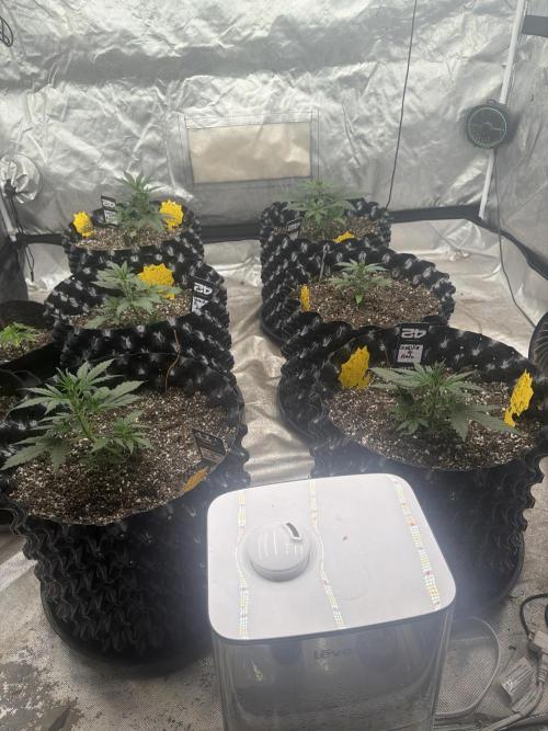 Gorilla Z Auto. Week 3