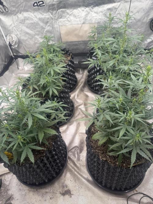 Fastbuds. Week 5