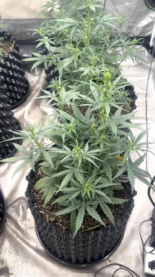 Fastbuds. Week 5