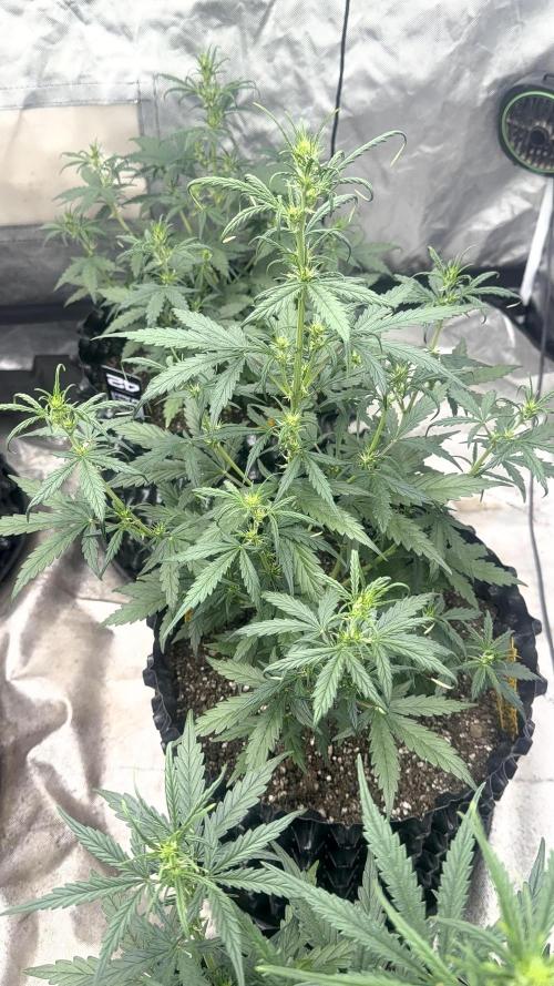 Fastbuds. Week 5
