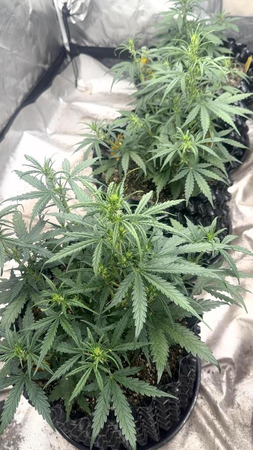 Fastbuds. Week 5
