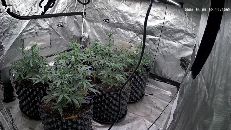 Gorilla Z Auto. Week 5