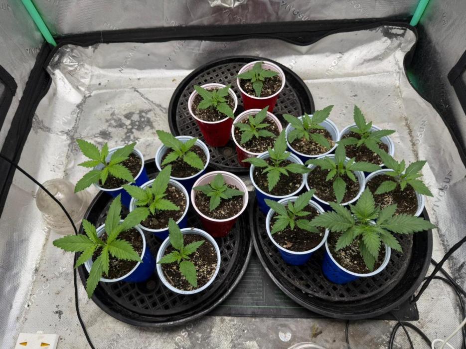Fastbuds. Week 0