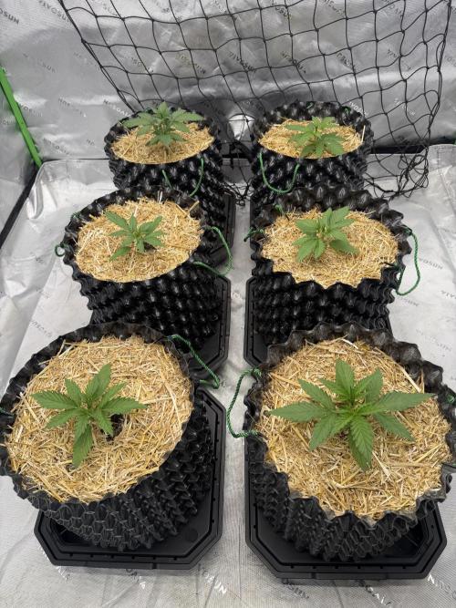 Fastbuds. Week 1