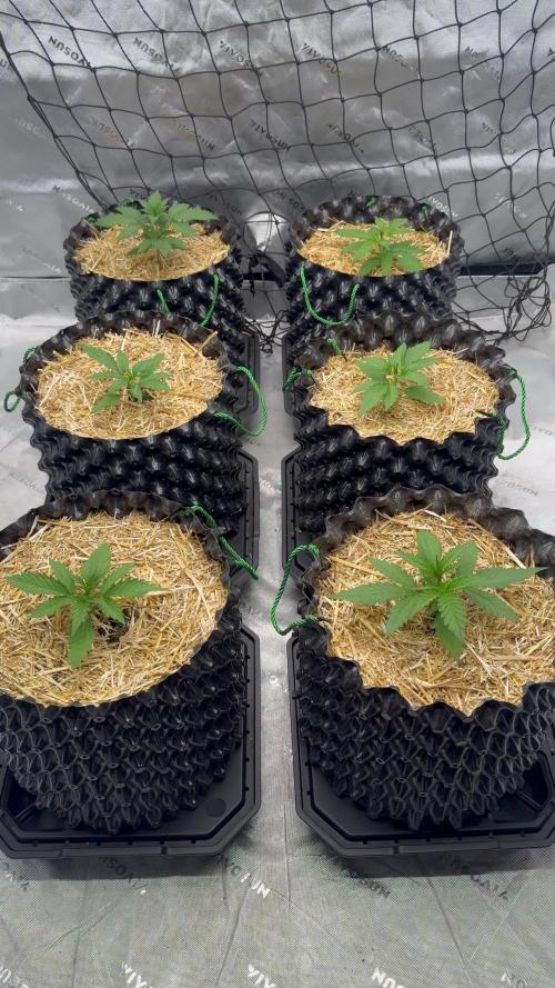 Fastbuds