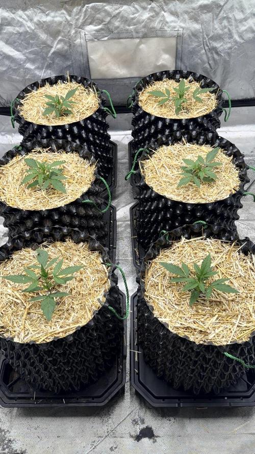 Fastbuds. Week 1