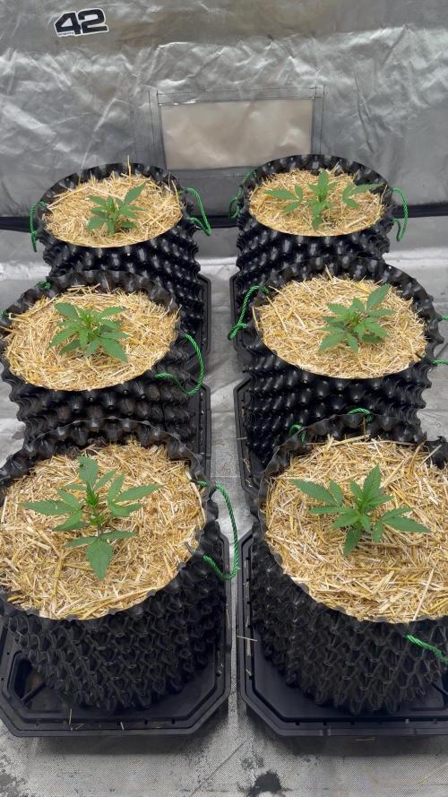 Fastbuds