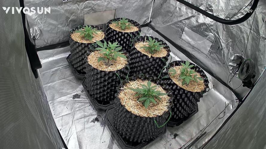 Guava Sundae Auto. Week 2