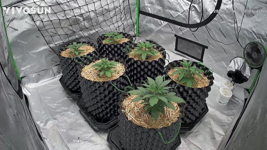 Fastbuds. Week 2