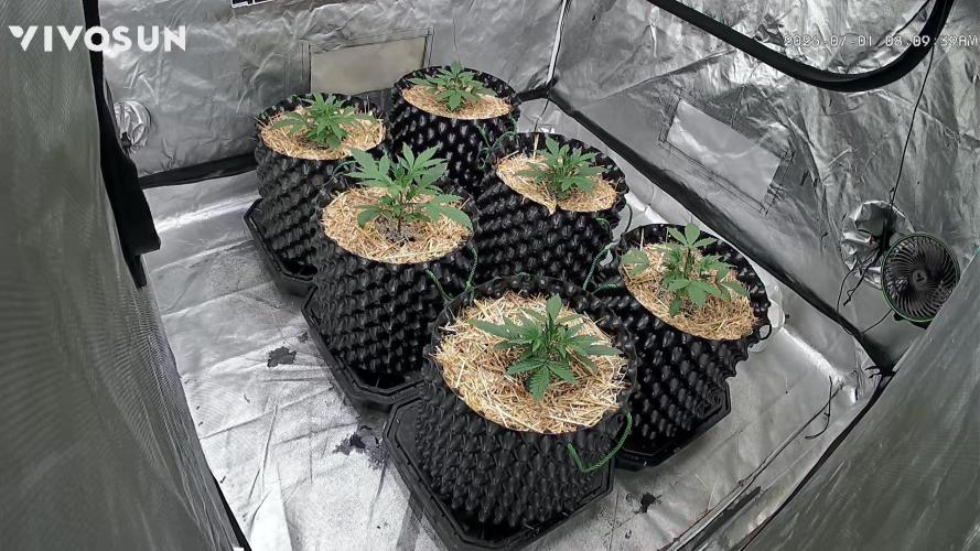 Guava Sundae Auto. Week 2