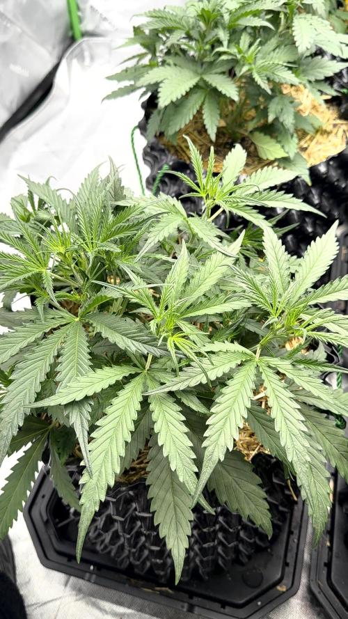 Fastbuds. Week 4