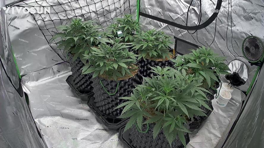 Fastbuds. Week 4