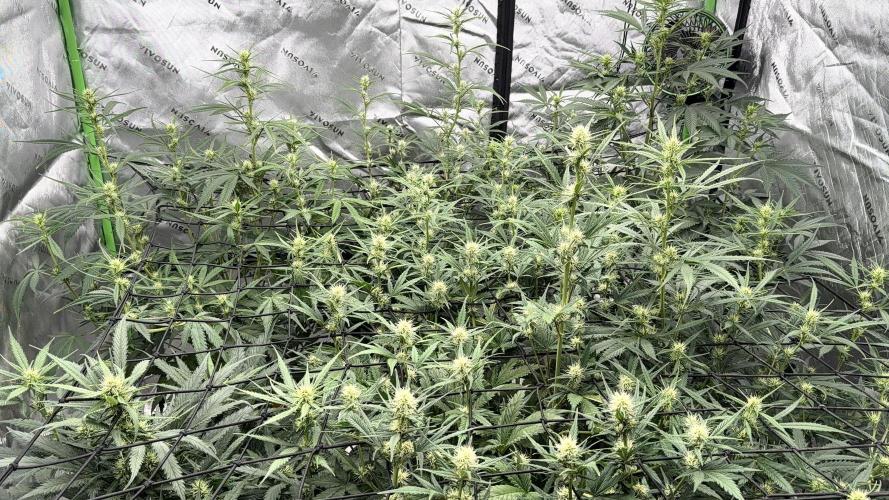 Fastbuds. Week 5