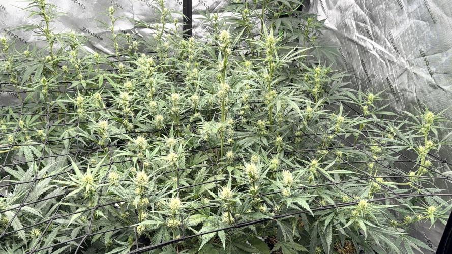 Fastbuds. Week 5