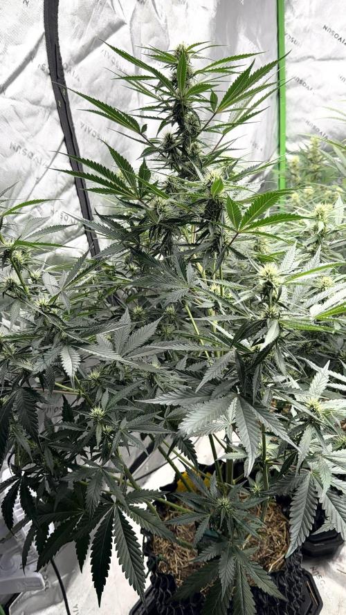 Fastbuds. Week 6
