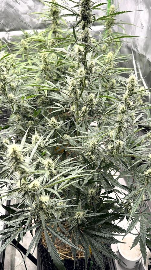 Fastbuds. Week 6