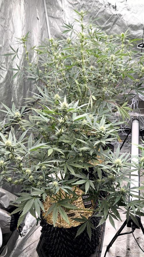 Fastbuds. Week 6