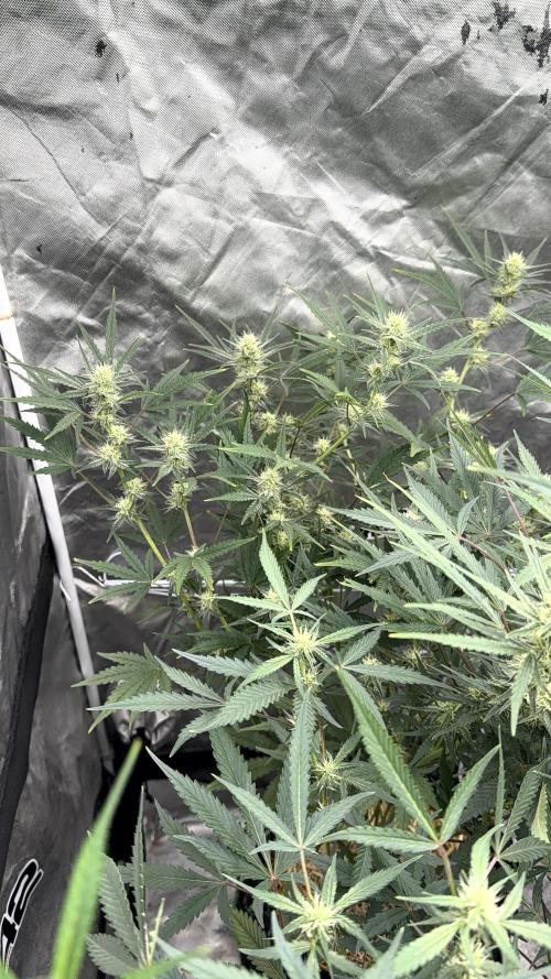Guava Sundae Auto. Week 6