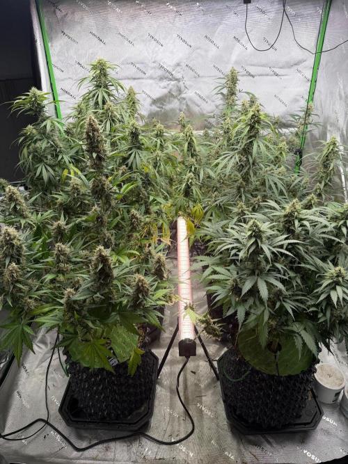 Fastbuds. Week 8