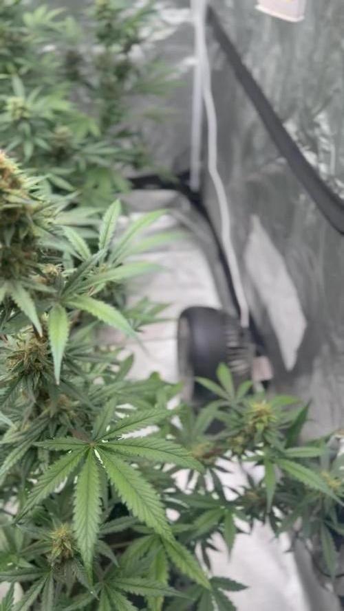 Mr175budman ( 42Fastbuds)