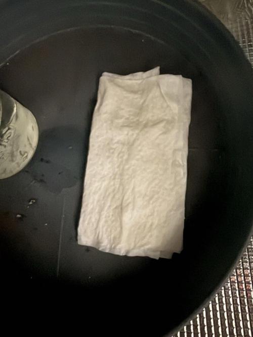 Black Orchard. Week 0 - And now I put the seed in a piece of paper towel to let it germinate.