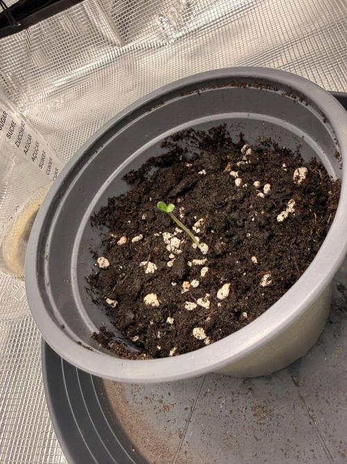 Black Orchard. Week 1