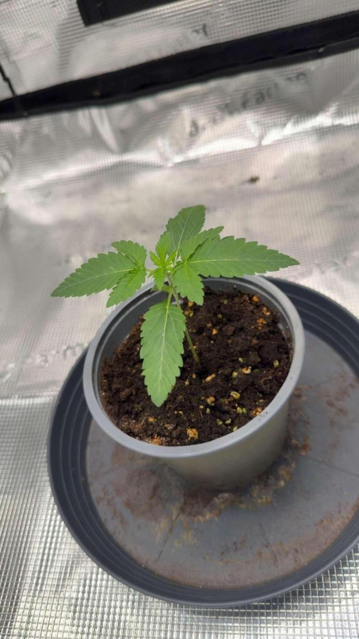 Black Orchard. Week 2