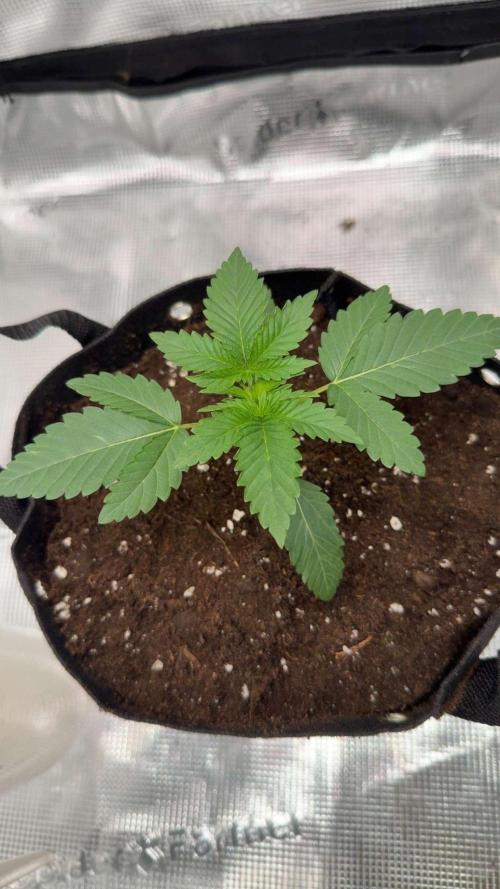Black Orchard. Week 3