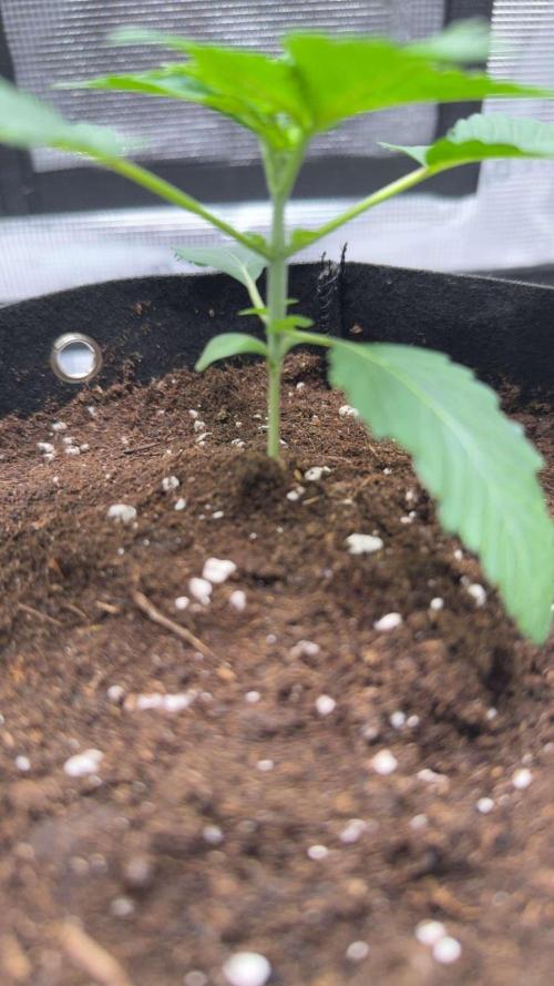 Black Orchard. Week 3