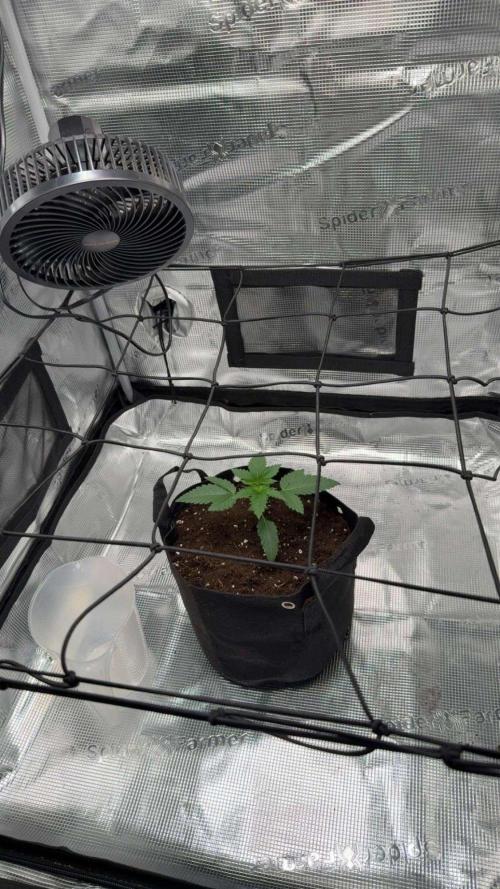 Black Orchard. Week 3