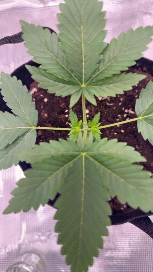 Black Orchard. Week 4