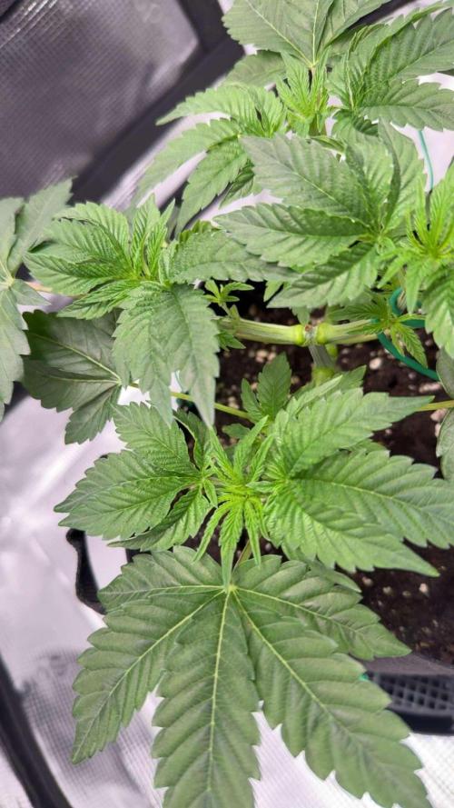 Black Orchard. Week 5
