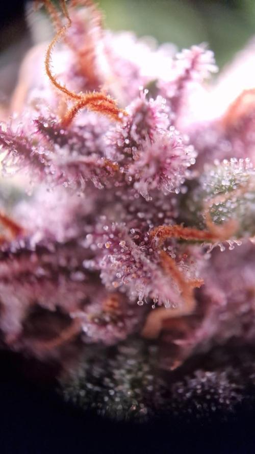 Durchlauf #2 | 3x Fastbuds. Week 10 - 05.11.25
Lemon Cherry Cookies