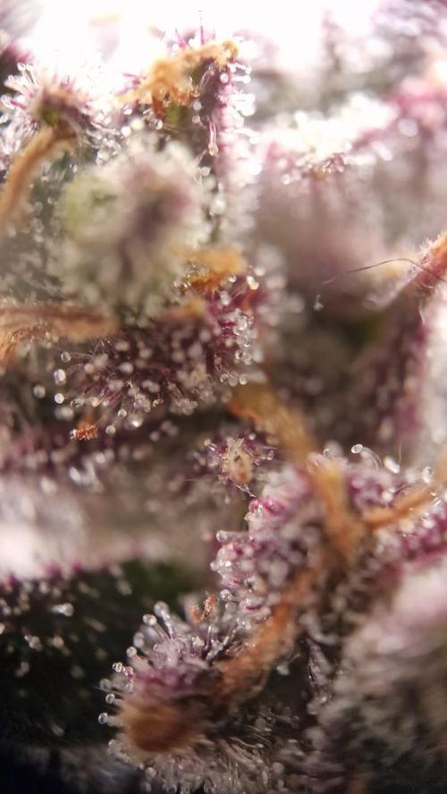 Durchlauf #2 | 3x Fastbuds. Week 10 - 05.11.25
Strawberry Gorilla 