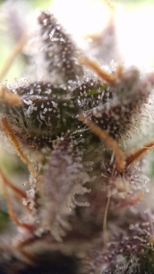 Durchlauf #2 | 3x Fastbuds. Week 10 - 05.11.25
Banana Purple Punch