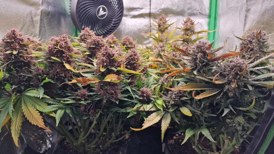 Durchlauf #2 | 3x Fastbuds. Week 11 - 10.11.25