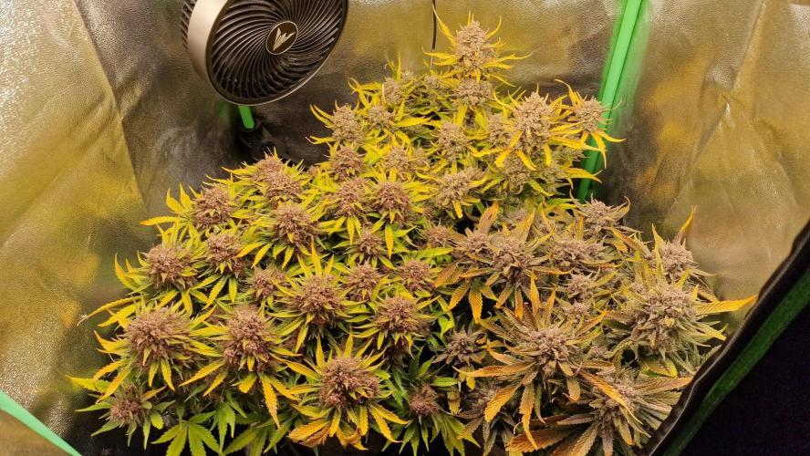 Durchlauf #2 | 3x Fastbuds. Week 11 - 12.11.25
In ein paar Tagen wird geerntet. Ich werde vorher 24h dunkel machen.