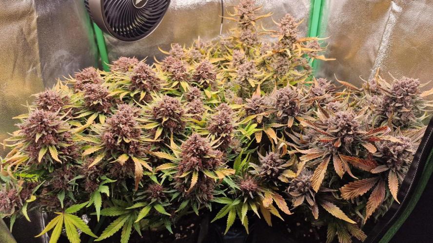 Durchlauf #2 | 3x Fastbuds. Week 11 - 15.11.25