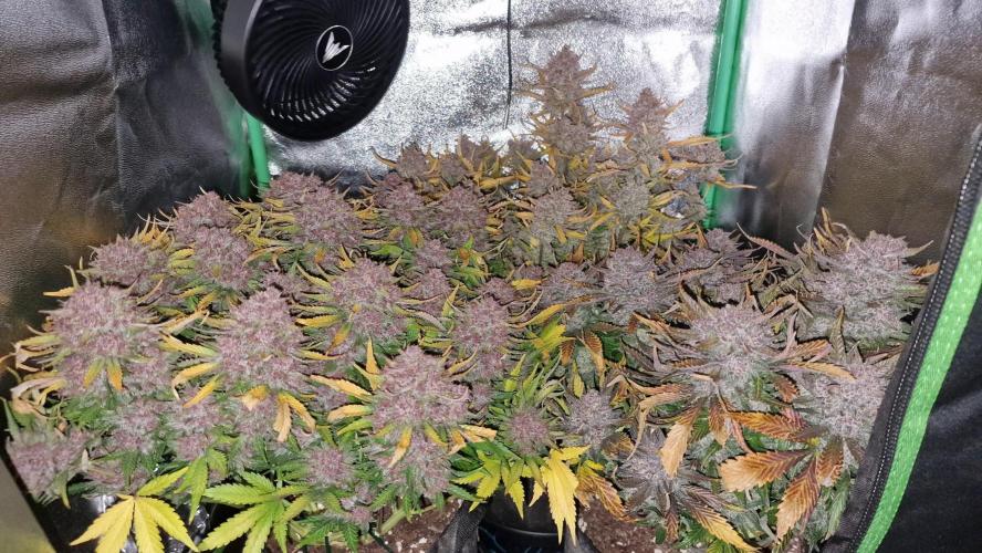 Durchlauf #2 | 3x Fastbuds. Week 11 - 16.11.25
Licht ist aus für 24h und dann wird Morgen geerntet. 