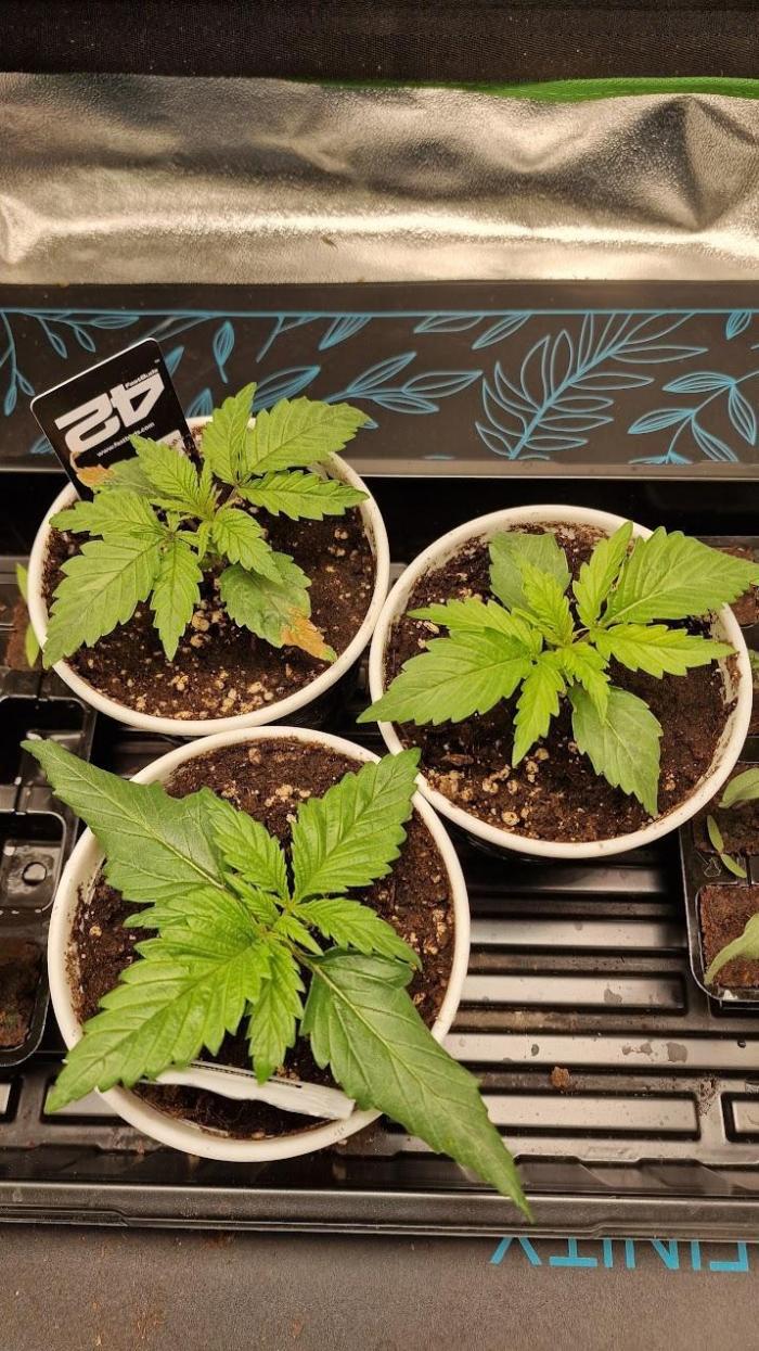 2x Blueberry Muffin, 1x Gorilla Cookies. Week 2 - 15.03.26