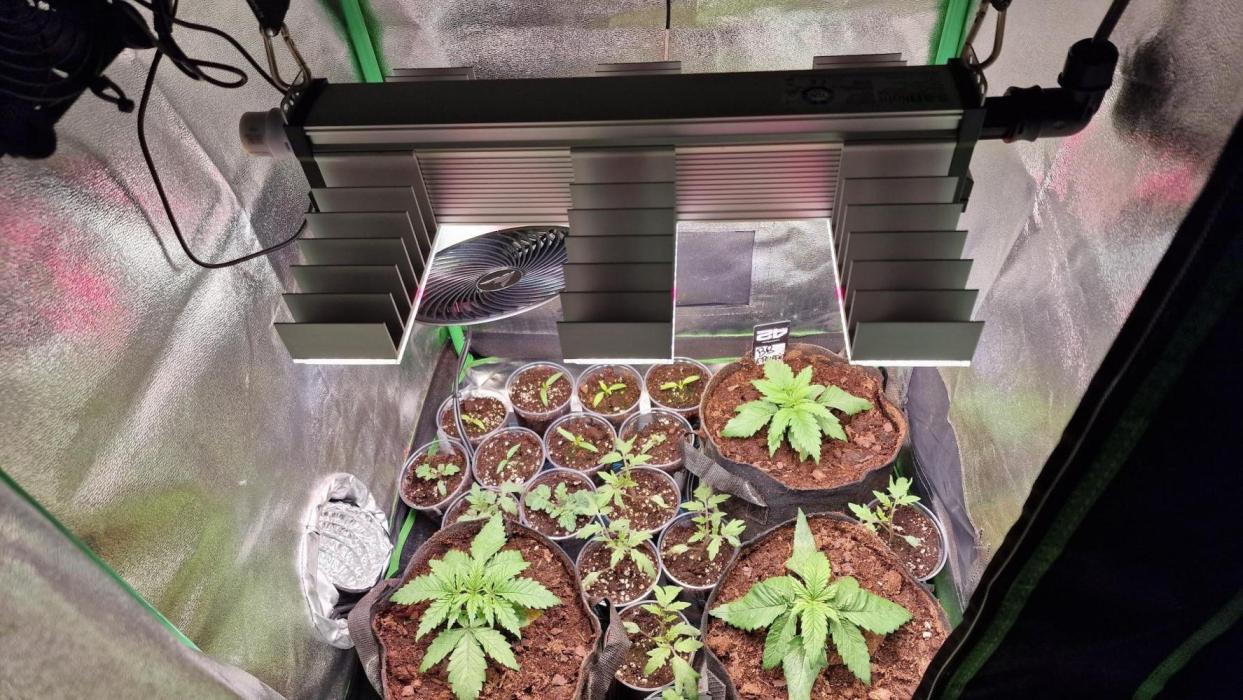2x Blueberry Muffin, 1x Gorilla Cookies. Week 3 - 19.03.26