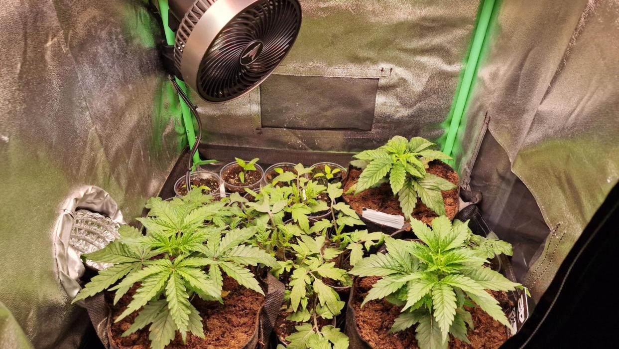 2x Blueberry Muffin, 1x Gorilla Cookies. Week 4 - 26.03.26
