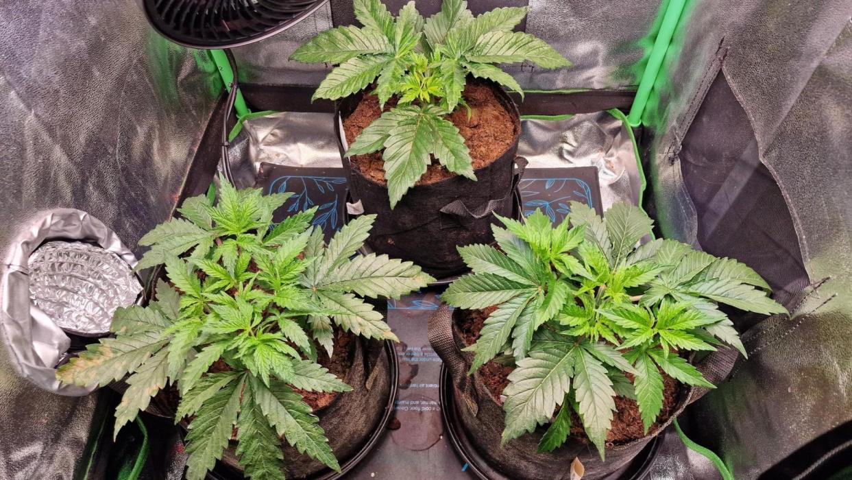 2x Blueberry Muffin, 1x Gorilla Cookies. Week 5 - 30.03.26