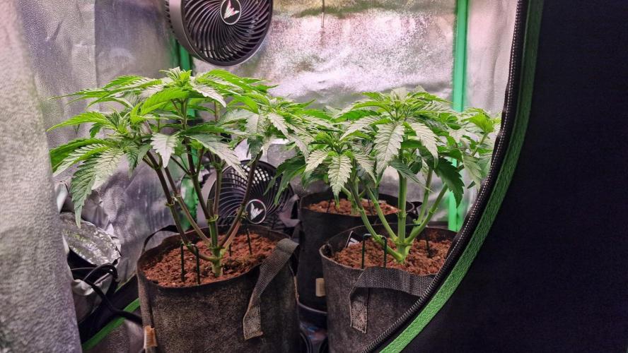 2x Blueberry Muffin, 1x Gorilla Cookies. Week 6 - 11.04.26