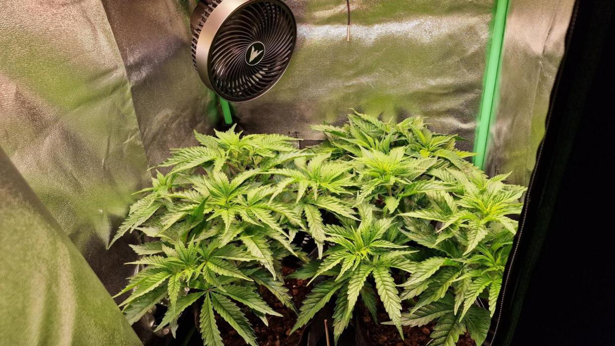2x Blueberry Muffin, 1x Gorilla Cookies. Week 7 - 14.06.26