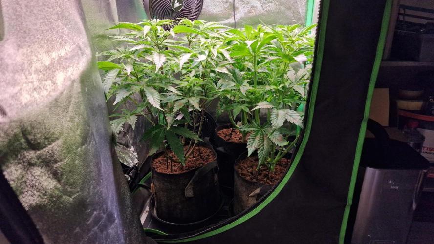 2x Blueberry Muffin, 1x Gorilla Cookies. Week 8 - 23.04.26