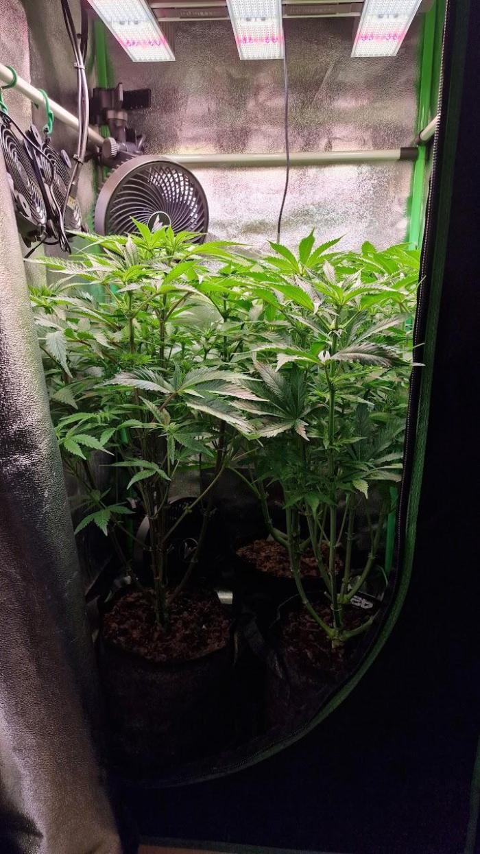 2x Blueberry Muffin, 1x Gorilla Cookies. Week 9 - 01.05.26