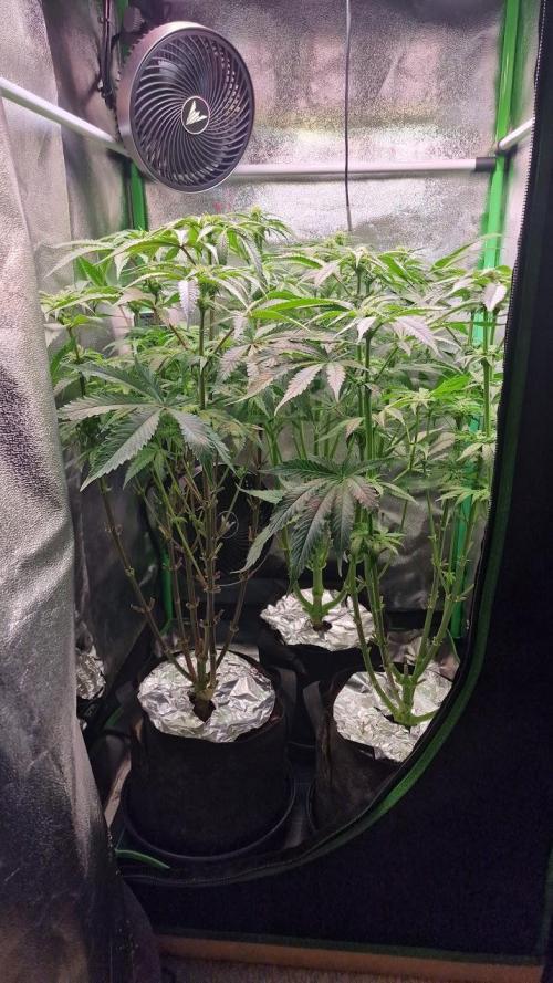 2x Blueberry Muffin, 1x Gorilla Cookies. Week 10 - 05.05.26