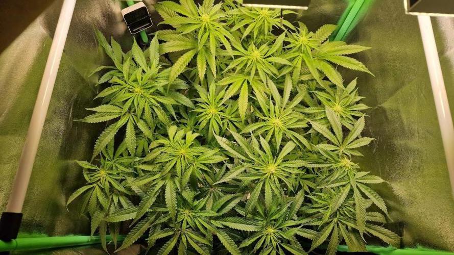 2x Blueberry Muffin, 1x Gorilla Cookies. Week 10 - 05.05.26